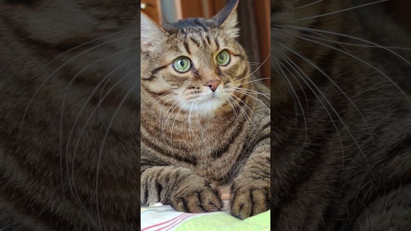 Устану завтра 😻😉🤗🤣 #cat #кот #котушка #юмор #цитаты #шутки