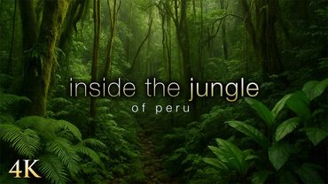Inside the Untouched Jungle: 1 Hour of Natural Sounds & Lush 4K Rainforest