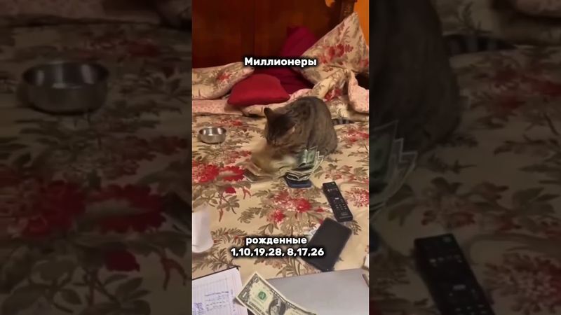 #юмор #котики #прикольныекоты