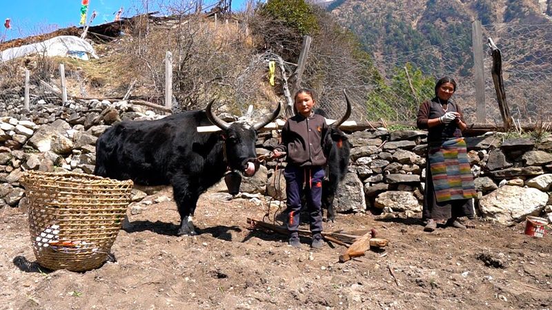 Himalayaların yükseklerinde Tibet Köy Hayatı. Dağlarda yaşam