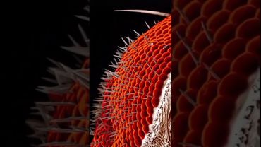 1000 Объективов в Одном Глазу! Что такое Оматидий?