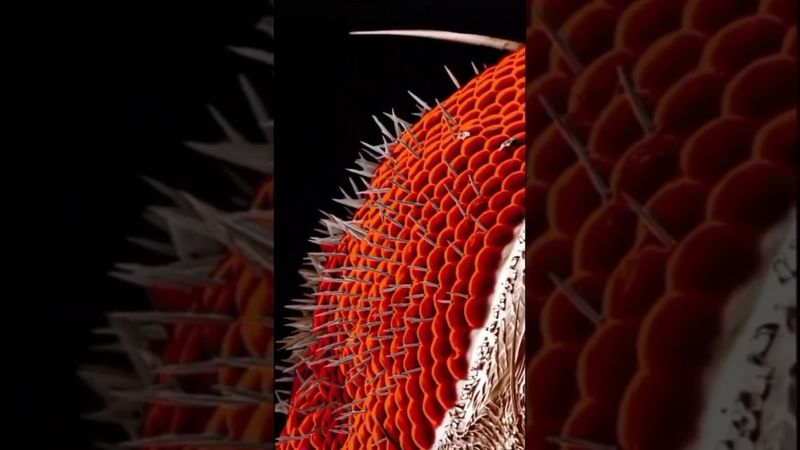 1000 Объективов в Одном Глазу! Что такое Оматидий?