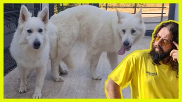 NEW DOG PUPPY PLAN - WHITE GERMAN SHEPHERD