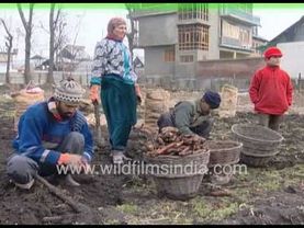 Carrot harvest around Srinagar in 1990's Kashmir