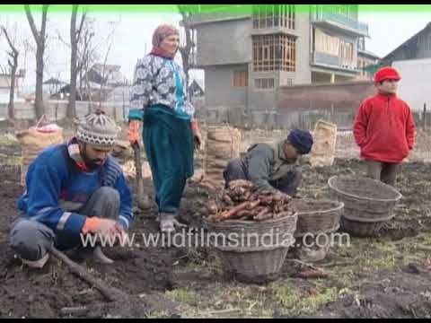Carrot harvest around Srinagar in 1990's Kashmir