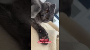 Обзор на кота