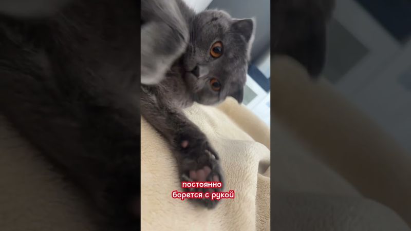 Обзор на кота