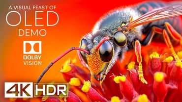 Incredible 4K HDR 60 FPS: A Visual Feast for Your Eyes (4K Video)
