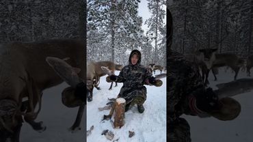 🦌 прикормил рыбой. #жизньвлесу #ханты #север