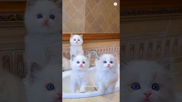 Little Cats, Big Cuteness! 🐾 #littlecats #cutecat #kittenvibes