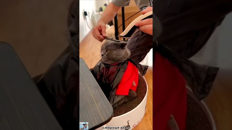Смешные коты. #домашниеживотные #cat #веселыекоты #коты #funny #прикольныекоты