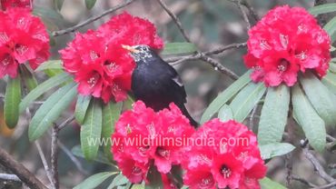 Grey-winged Blackbird has its head dusted with Rhododendron pollen as it dips its beak into flowers