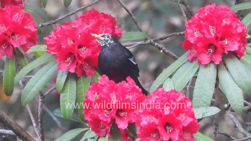 Grey-winged Blackbird has its head dusted with Rhododendron pollen as it dips its beak into flowers