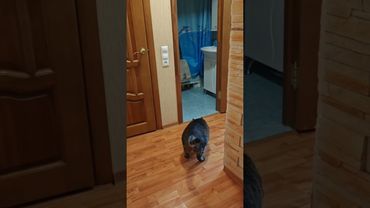 Ситуация 🙀😳🫢🤣 #cat #кот #юмор #котушка #приколы #прикольныекоты