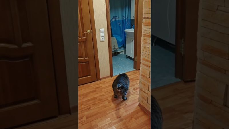 Ситуация 🙀😳🫢🤣 #cat #кот #юмор #котушка #приколы #прикольныекоты