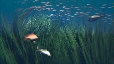 Posidonia herbarium | AFP