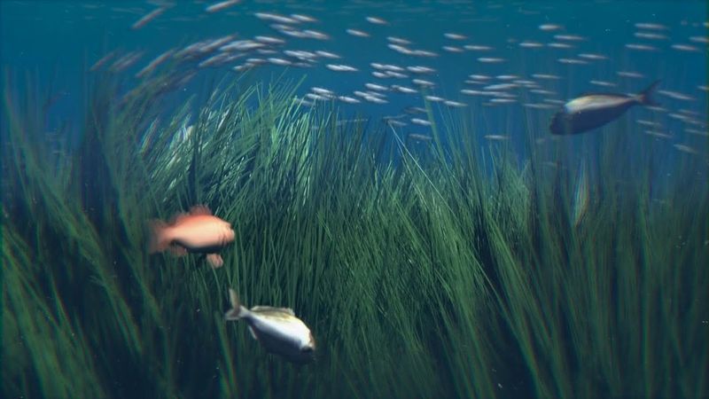 Posidonia herbarium | AFP