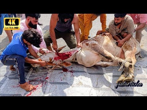 master kurban sapi kota 2025 gujranwala