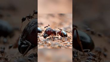 Особая каста великанов у муравьёв