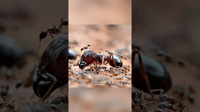 Особая каста великанов у муравьёв