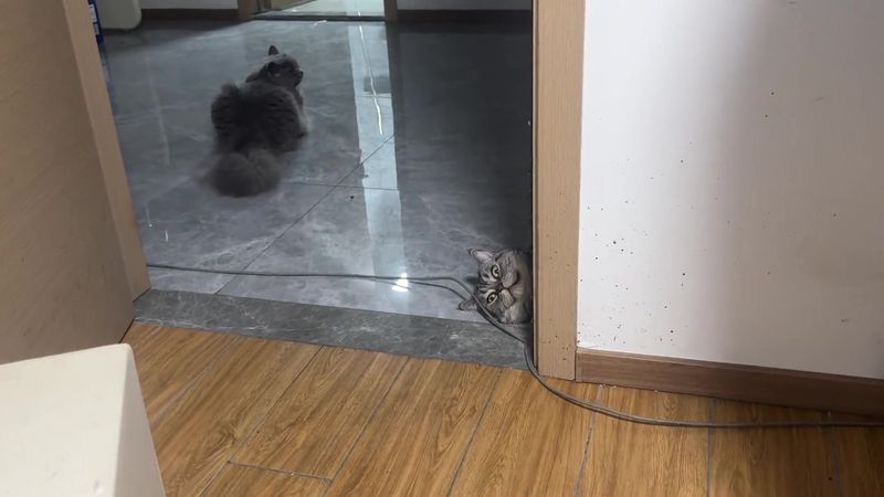 #cute #animals #funny 