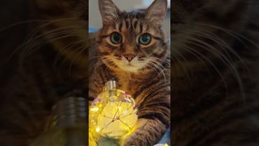 Умный 🤔😉🙀🤣 #cat #кот #юмор #приколы #шуточное #цитаты