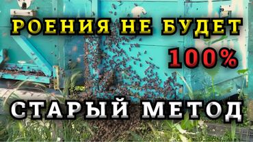 Забытый противороевой метод. Причины роения пчелосемей на пасеке .Как избежать роения пчел