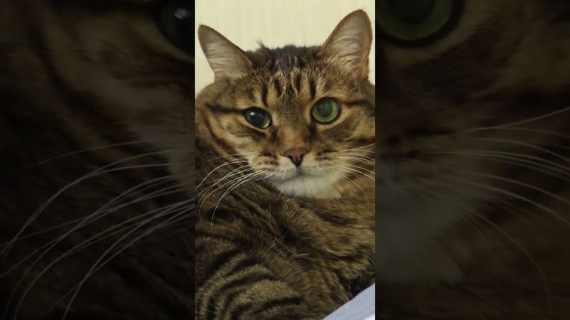 Мышечная память 🙀😉🤔🤣 #cat #кот #юмор #котушка #приколы #цитаты