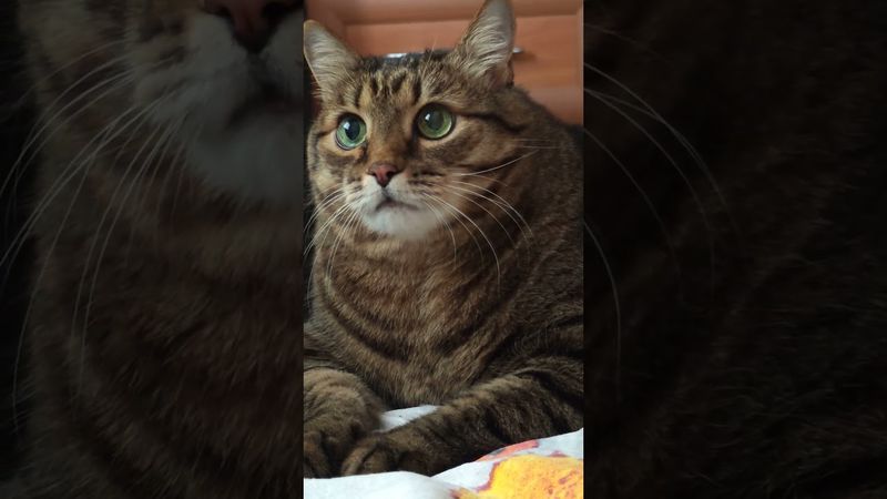 Не сомневайся 😉🤔🙀🤣 #cat #кот #юмор #котушка #приколы #цитаты