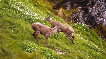 Новую популяцию редких оленей нашли в отдалённой местности в Чили