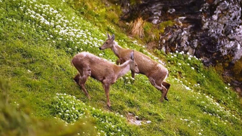 Новую популяцию редких оленей нашли в отдалённой местности в Чили