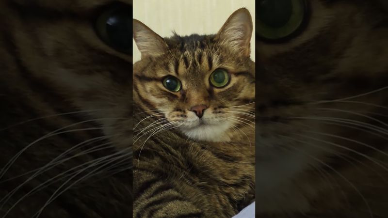 Важно кто лев 🦁🙀😻🤣 #cat #кот #юмор #котушка #приколы #цитаты #смех