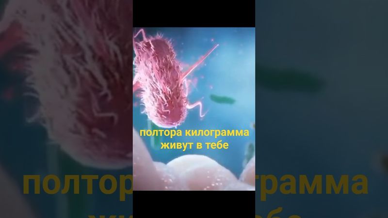 Зачем нам 1.5 кг бактерий в кишечнике?