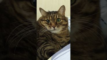 Более месяца 🙀🤔😉🤣 #cat #кот #юмор #котушка #приколы #позитив #популярное #цитаты