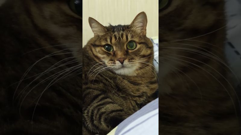 Более месяца 🙀🤔😉🤣 #cat #кот #юмор #котушка #приколы #позитив #популярное #цитаты