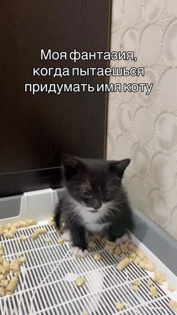 Котофей Морти