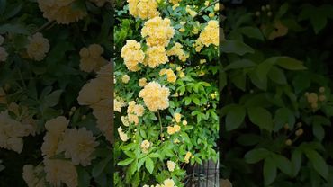 Rose Tree (Lady Banks Rose) in Japan /Yellow & White roses / Rose garden #shorts #japandiaries #rose