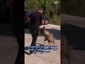 Vozio bez dozvole, bio pozitivan na drogu i prevozio 82 kg marihuane