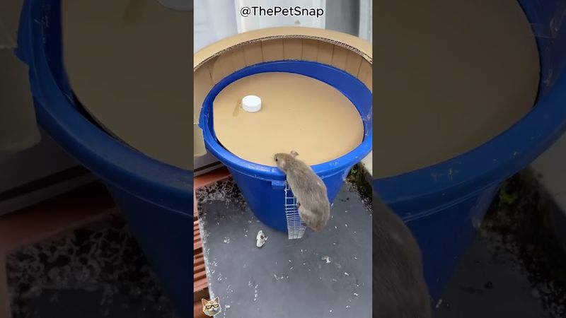 Shocking! Mouse rushes into , can it s.. today!? #cat #catandmouse #trending