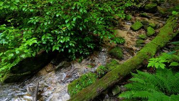 Small Streams in the Forest, Beautiful Birdsong, Nature Sounds, ASMR