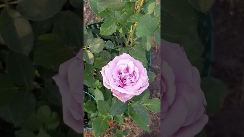 Роза Индиголетта, первые #цветы #2023 #розы