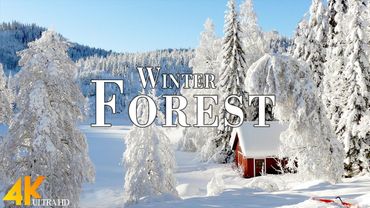 Enchanting Winter Forests 4K Ultra HD • Stunning Footage, Scenic Relaxation Film with Calming Music.