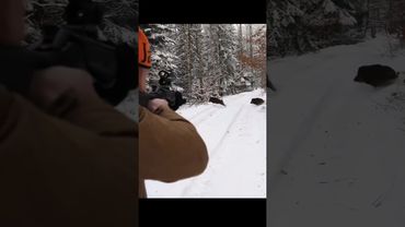 эпический кадр охоты на кабана #piggy ...