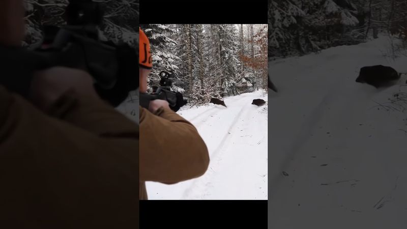 эпический кадр охоты на кабана #piggy ...