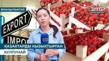 КАЗАКТАРДЫ КЫЗЫКТЫРГАН КУЛПУНАЙ