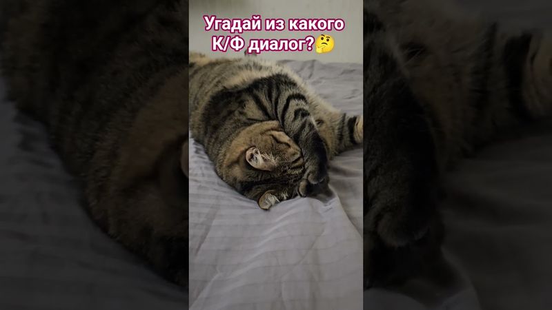 Угадай диалог из фильма🙀🤔😉🤩 #cat #кино #фильм #кот #котушка #приколы