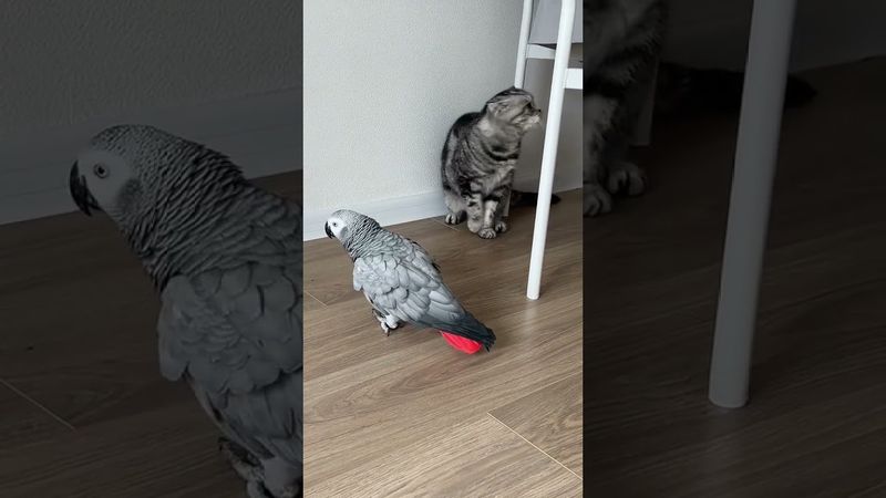 Душевный разговор кота и попугая #38