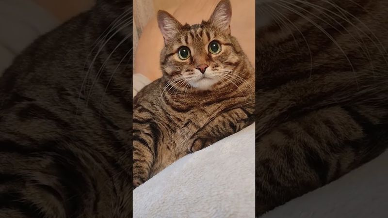 Лотерея 🙀🤔😉🤣#cat #кот #юмор #котушка #цитаты