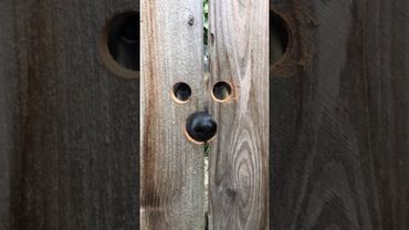 Прорези в заборе для подглядывающей собаки