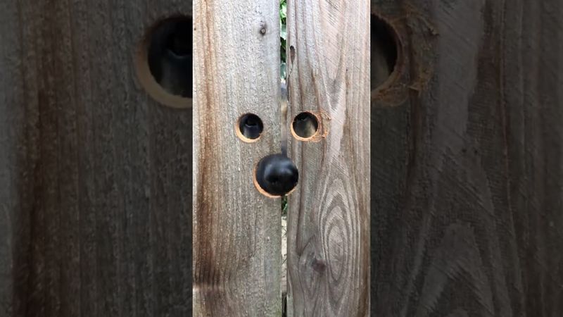 Прорези в заборе для подглядывающей собаки